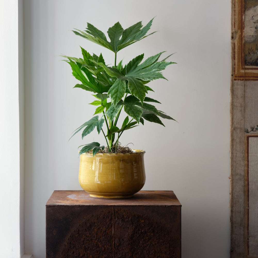 gold scalloped edge cachepot by matin malikzada for bunny williams home