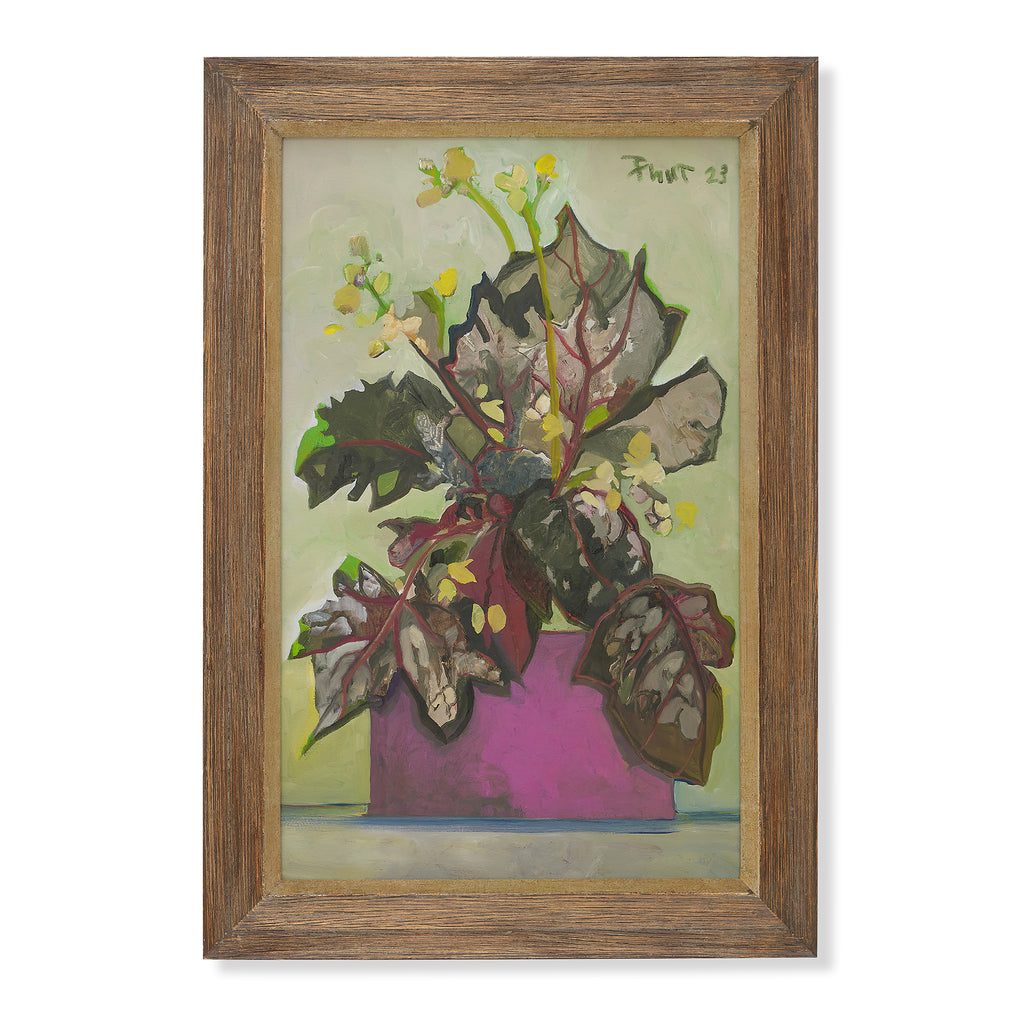 begonia by john funt, 2023 (33" x 23")