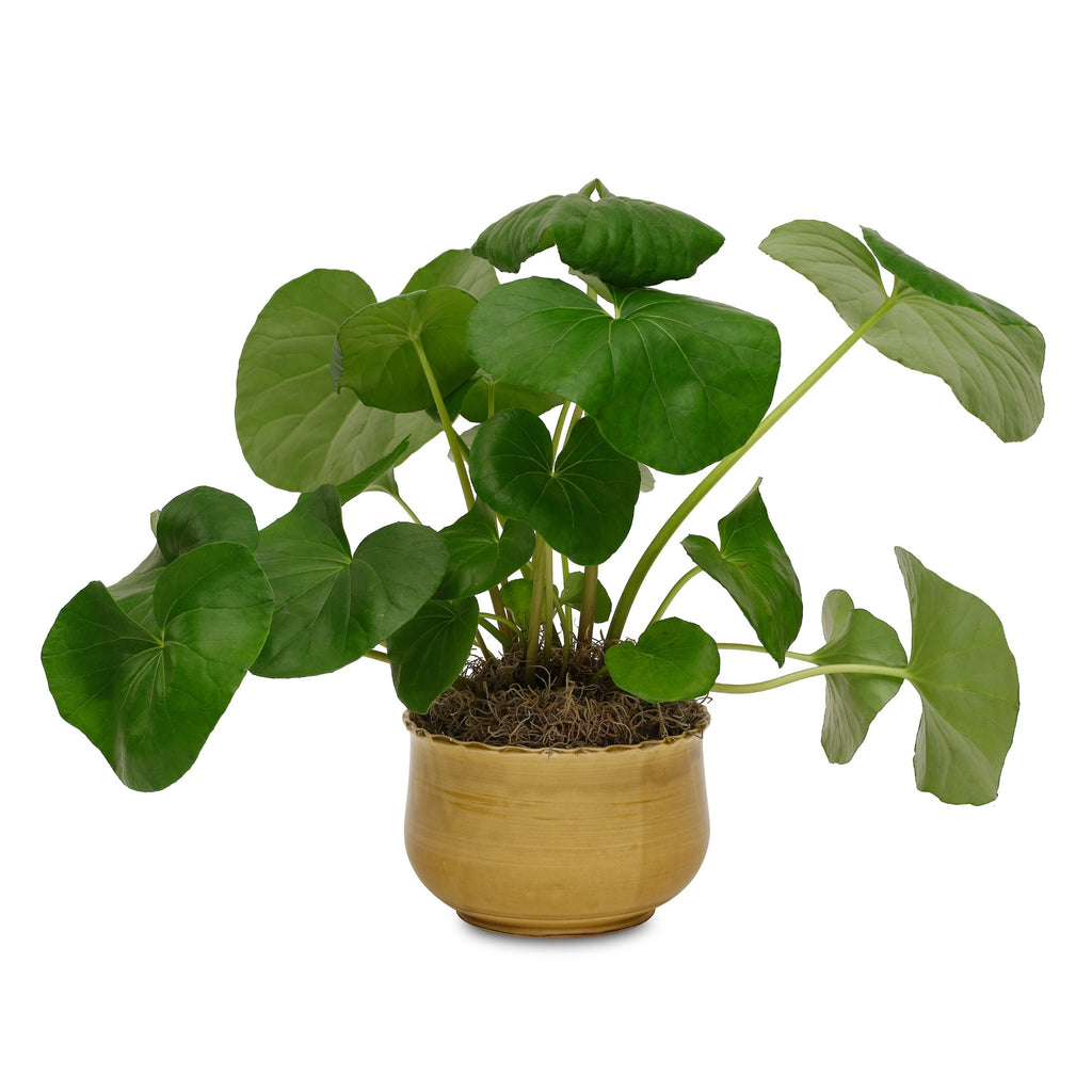gold scalloped edge cachepot by matin malikzada for bunny williams home
