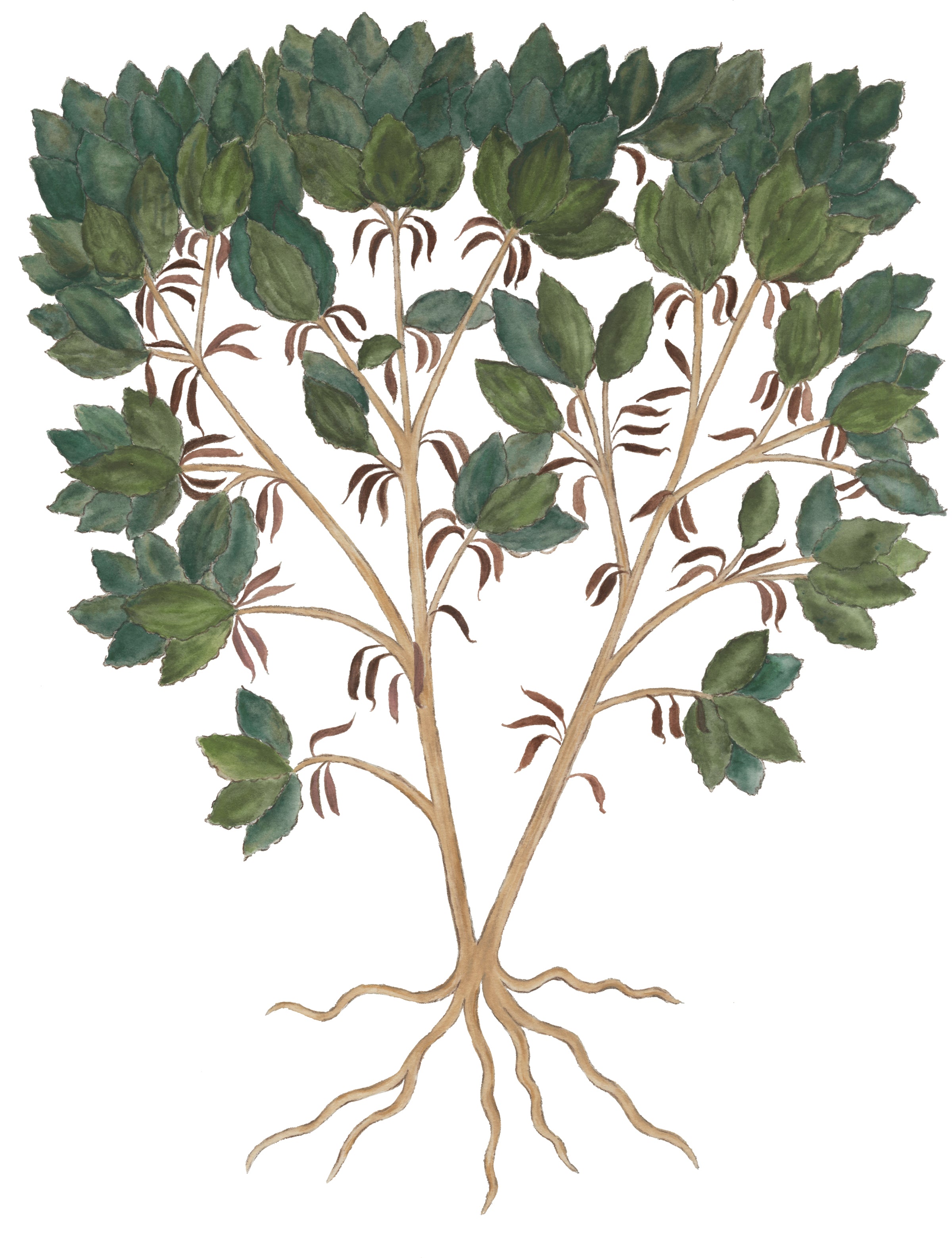 Treillage Tree White
