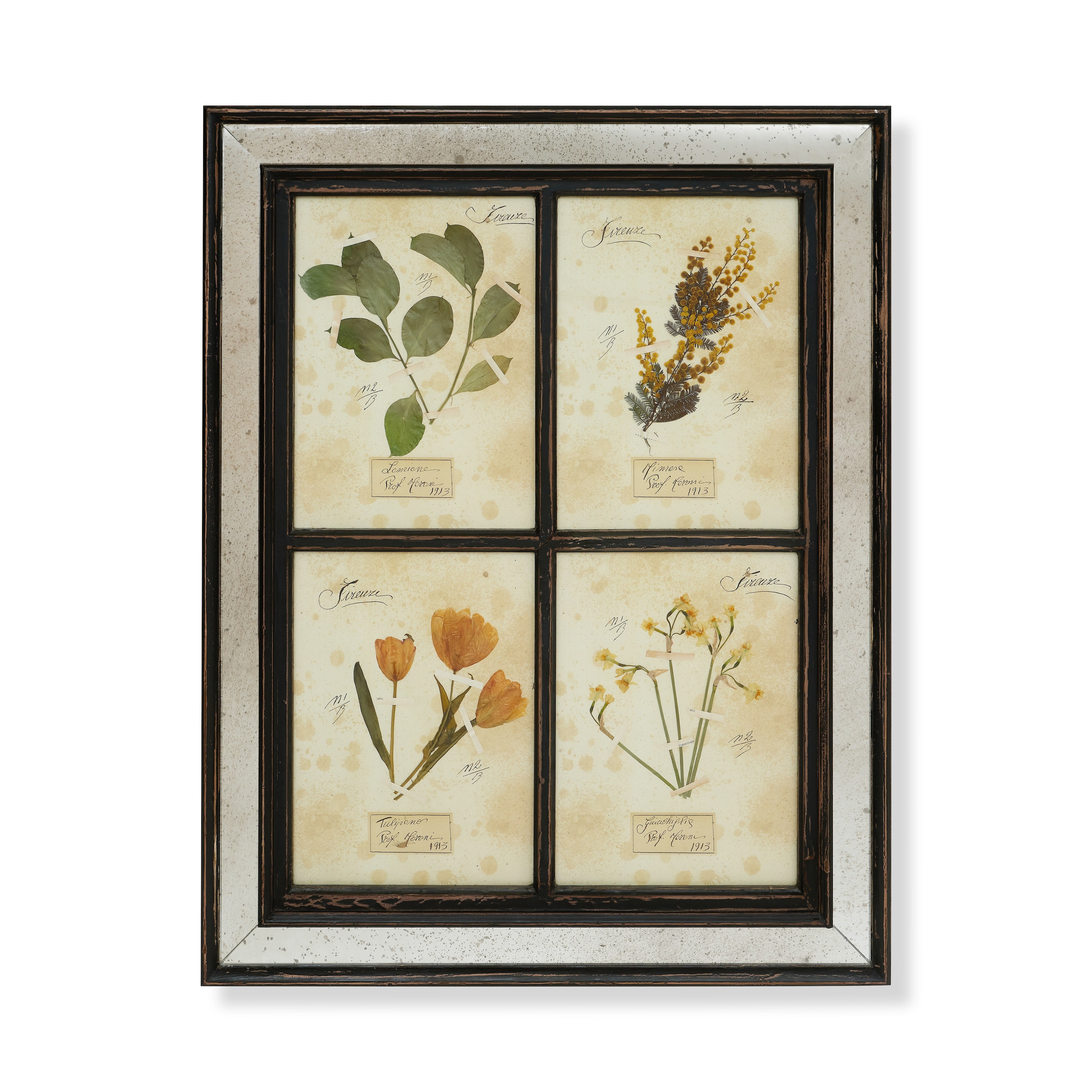 Early 20th Century Framed Herbarium Specimen (A)