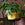 Scalloped Edge Cachepot (Gold - 5.5"H)