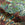 Woodland Paper (Multi)