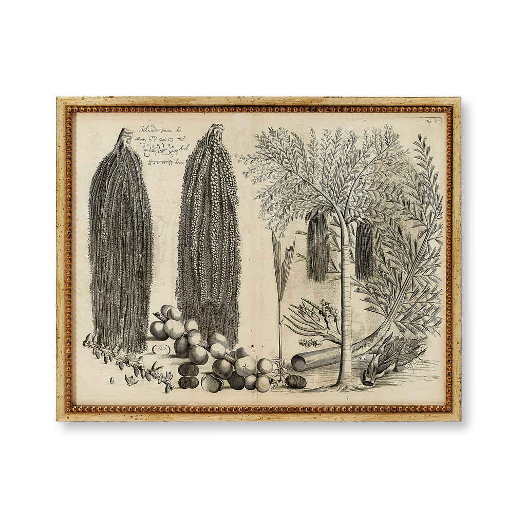 botanical print - palm iv, 25" x 19.5"