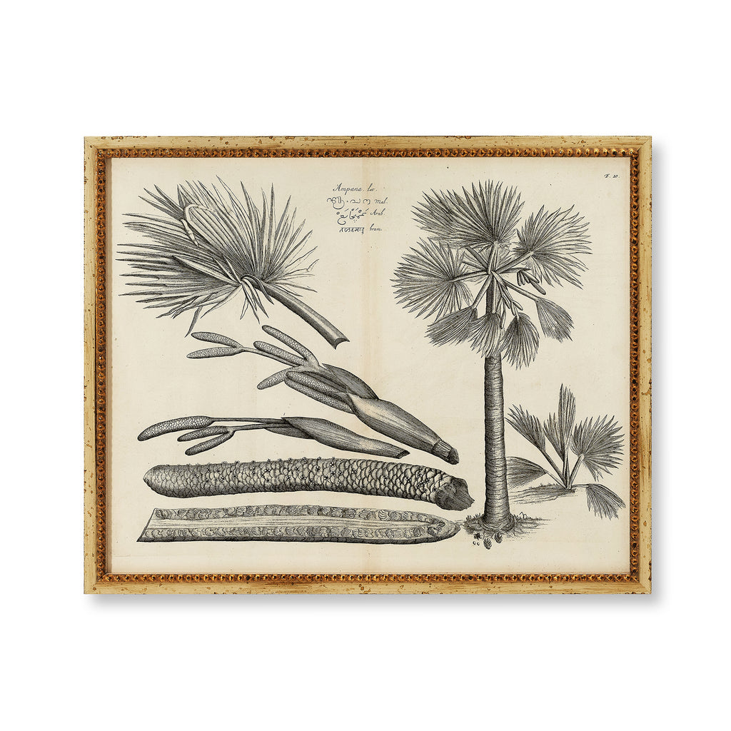 botanical print - palm ii, 25" x 19.5"