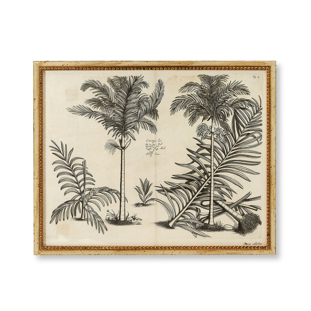 botanical print - palm i, 25" x 19.5"