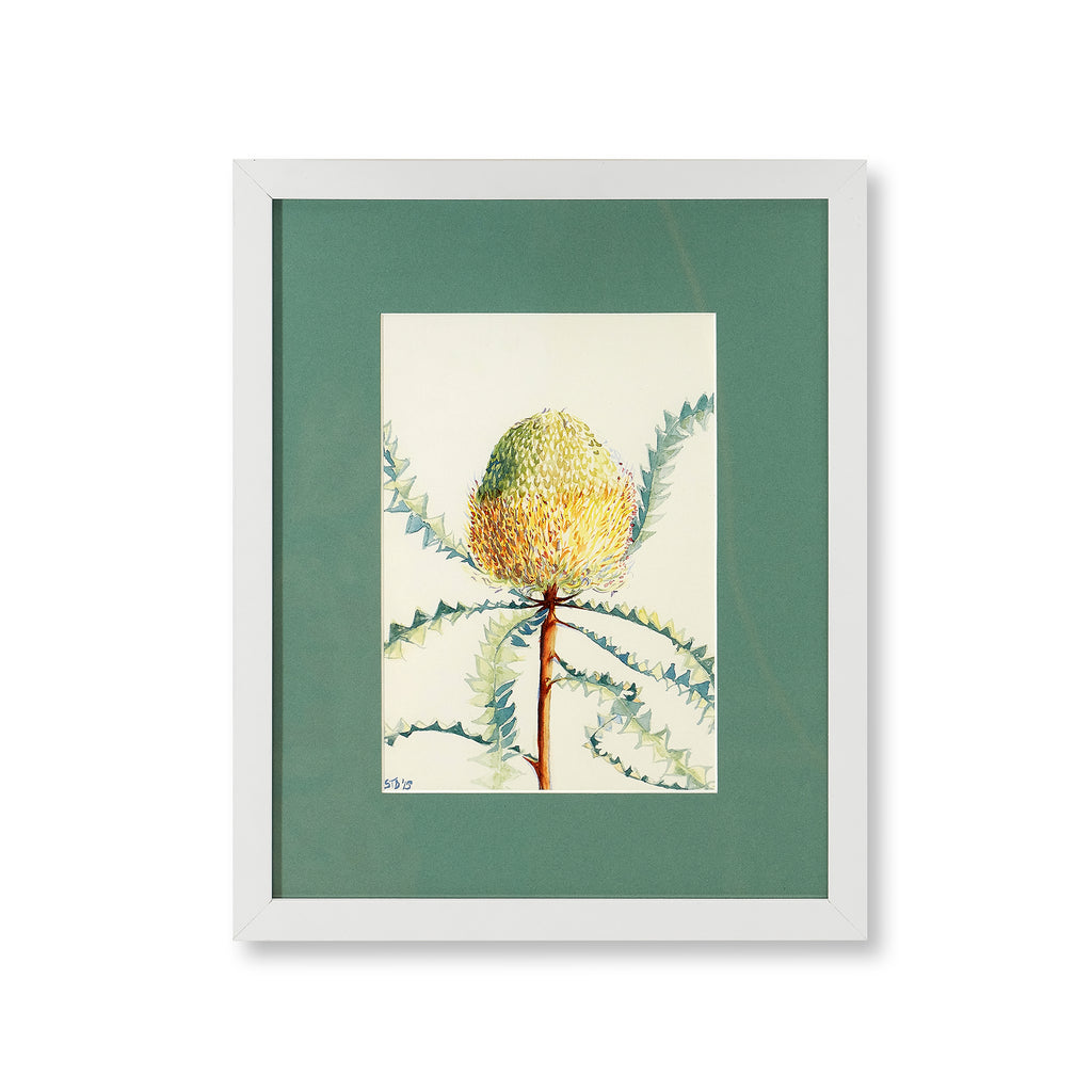 banksia speciosa by sarah tepler drobnitch (13" x 16")